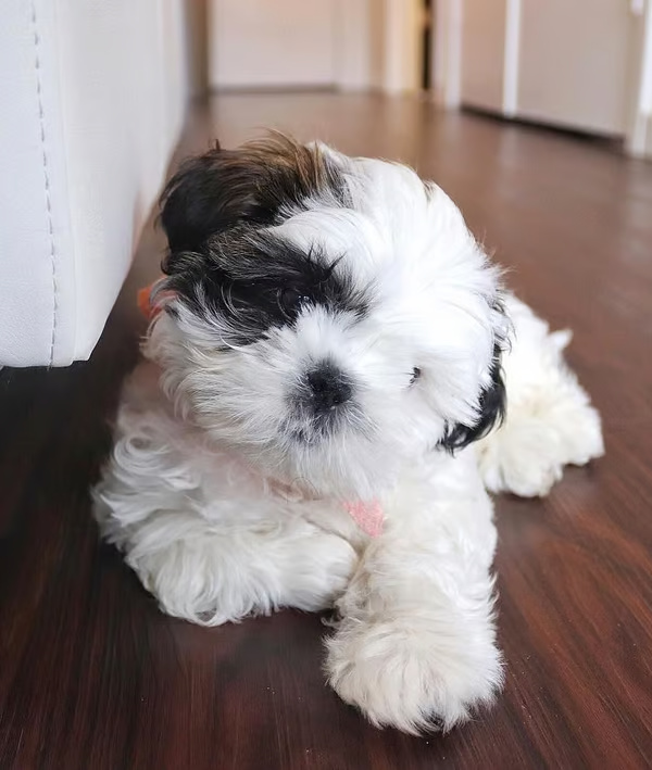 Jordy, male Shih Tzu puppy for sale with rare coat color, AKC registered male