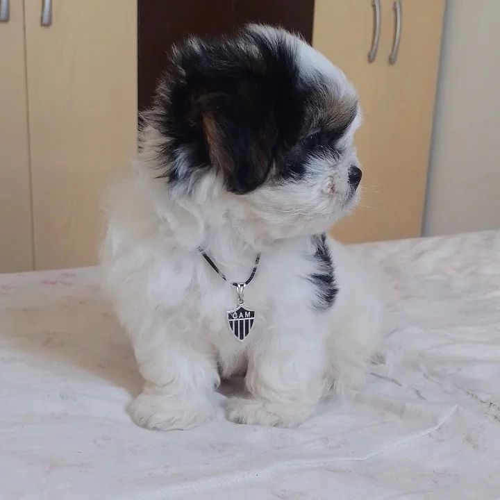 Baxter, male AKC registered Shih Tzu puppy for sale, family-raised, non-shedding, playful, and friendly.