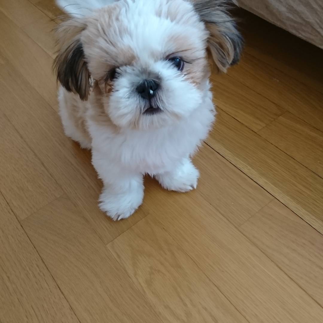 Chester