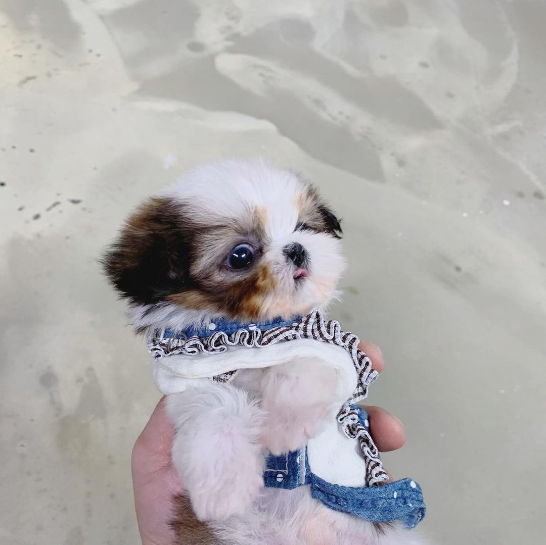 Louie (7)