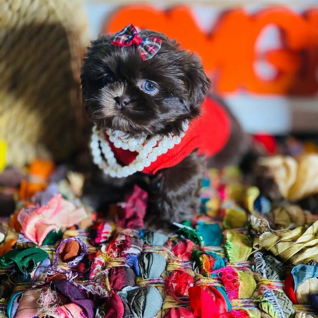 Zeus, AKC registered male Shih Tzu puppy for sale, raised in a loving family home.